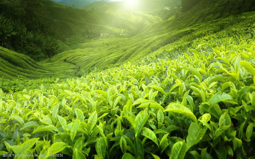 中国进口茶叶清关最多出自哪个国家？