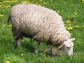 关于进口蒙古国屠宰用绵羊和山羊检疫卫生要求的92号公告